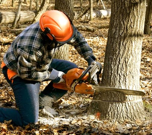 Tree Removal in Birmingham, AL